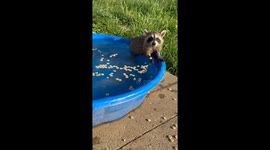 Raccoon Kit in the Kiddie Pool