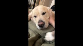Blind Dog's Reaction to Cat's Loving Kiss