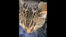 Cat Drools All Over Owner