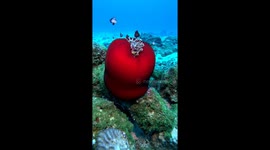 Sleeping Sea Anemone