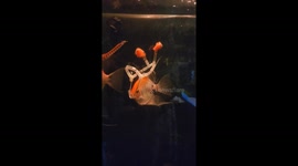 Angelfish in a Harness