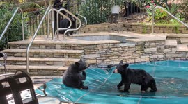 Bear Cub Pool Party