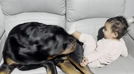 Toddler and Puppy Play on the Couch