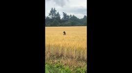 Staffy Prances Through the Field