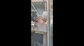 Cat Broke Into a Greenhouse and Found the Cat Nip