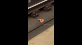 DC Metro Pizza Rat