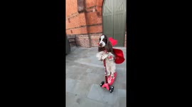 Bonnie Scoots and Spooks for Halloween