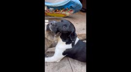 Curious Raccoon Kit Adores Pup