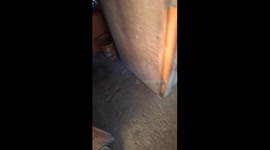 Sheep Caught With Her Head in the Feed Bag