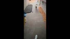 The Dog’s Relentless Greeting