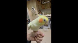 The Parrot Is a Rapper!