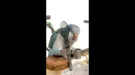 The Self-Slapping Parrot