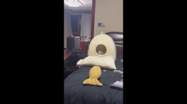 The Cat’s Quick Attack and Instant Defense