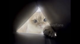 Kitten: Is Mom Playing Games with Me?