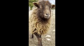 You have to hear this dwarf sheep’s voice, it’s hilarious!