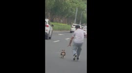 Frantic driver chases escaped corgi along road