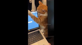 Tabby cat enjoys rubbing its face on a MacBook in Seoul, South Korea