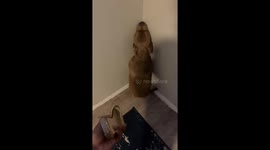 Pitbull adorably obeys after being told to stand in the corner in Dallas, Texas, USA