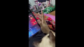 How dare you! Cat gives owner a devilish look after she moves her hand from its spot