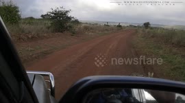 Nice encounter with a serval cat on a road of the Nairobi National Park