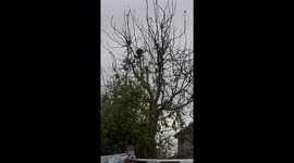 Magpie vs. Cat: Unbelievable Taunting Display High in the Treetops!