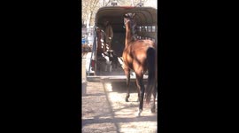 Horse Trailer Loading by a Dog