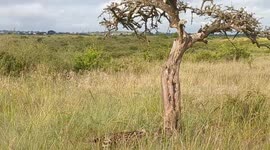 Exceptionnal close sighting of a serval cat in Nairobi National park