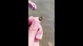 Seabed Surprise: This Hermit Crab Tried to Pinch Me! (Slow Motion)