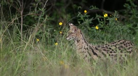 Hunting session for a serval cat in the tall grass of Nairobi National Park