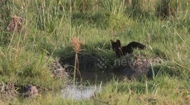 Exceptionnal footage a very rare black serval going to a water pound to watch for preys