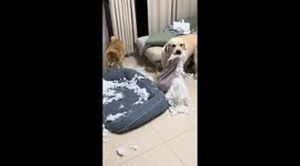 Mischievous pet dogs team up to wreck living room