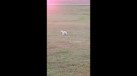 Sunset Video Interrupted