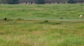 Exceptional footage of very rare melanistic serval trying to hunt a pink flamingo