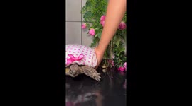 Shelly the Tortoise Is 40 Years Old and Still Glowing