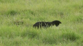 Amboseli's Hidden Hunter: Witness a Black Serval's Mouse Hunting moves