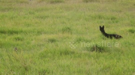 Mysterious Black Serval: A Rare Glimpse in Amboseli's Swamps