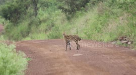 Nairobi's Hidden Hunter: Witness the Serval Cat's Incredible Leaping Prowess