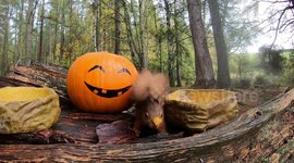 Red squirrel, pumpkin and a leafy nose.
