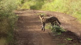 Nairobi's Hidden Hunter: Stunning Serval Encounter at First Light