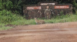 Nairobi National Park Surprise: A Serval's Curious Gaze Caught on Camera