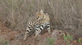 Enchanting Encounter: A Curious young Serval Up Close in Nairobi National Park