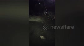 Community Saves Cow: Tin Can Removed from Jaw in Madhya Pradesh