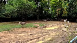 Multiple Families of Deer and Fawns Play in Small Pond