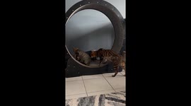 Father Cat Shows His Son How to Run the Wheel