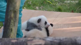 China: Heartwarming video shows giant panda cubs in tender interactions