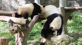 China: Giant panda cubs enjoy playtime at China’s giant panda research center