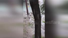 Rats Swept Away As Floodwaters Engulf Seville Streets