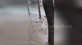 Spain: Rats Drown As Seville Streets Flood