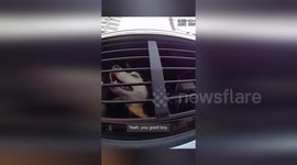 US: Dog Reunited With Owner Seven Years After Burglary