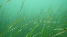 US: Hybrid Seagrass Offers Hope For Resilient Coastal Restoration